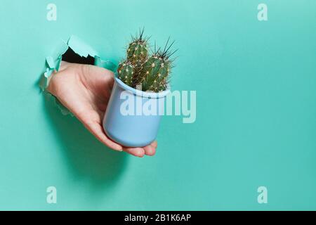 Una mano femmina da un foro in una carta contiene una pentola blu di cactus. Sfondo verde per il testo. Spazio di copia. Foto Stock