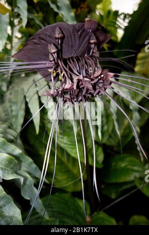 Fledermausblume - Tacca chantrieri, Berlino, Deutschland Foto Stock