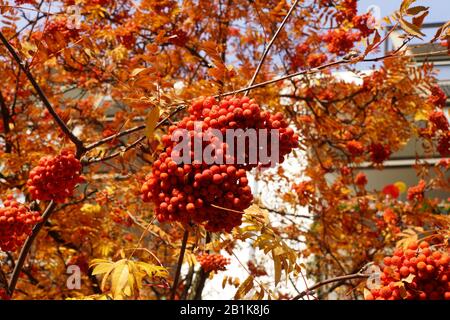 Eberesche mit Herbstlaub und roten Beeren Foto Stock