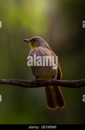 Pycnonotus finlaysoni su albero di ramificazione con sfondo solare. Foto Stock