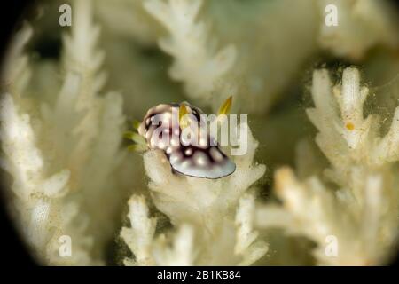Le più belle lumache subacqueo dell'Indiano e Oceano Pacifico Foto Stock