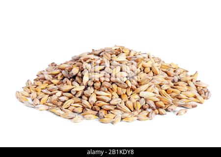 Mucchio orzo grano (Hordeum) isolato su sfondo bianco. L'orzo è un grano di cereale importante, un membro della famiglia dell'erba. Foto Stock