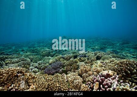 Barriera Corallina Incontaminata, Fakarava, Tuamotu Archipel, Polinesia Francese Foto Stock