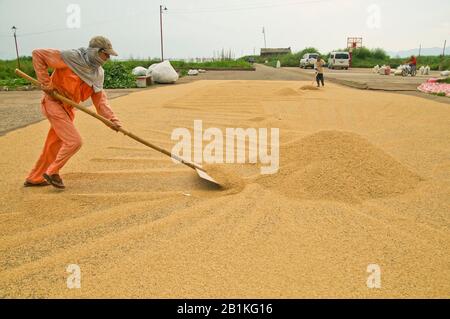 Asciugare palay o riso bucce riduce il contenuto di umidità di grano per deposito sicuro. Questa è l'operazione più critica dopo la raccolta di un raccolto di riso. Foto Stock