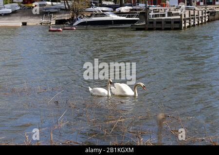 Due cigni bianchi che nuotano in un porto situato a Espoo, Finlandia, maggio 2019. Il Mar Baltico è calmo, i cigni nuotano e ci sono barche / piccoli yacht. Foto Stock