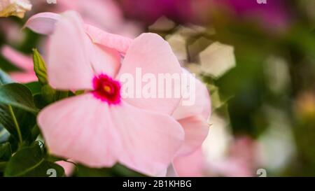 fiori di dieci ore fioriscono al sole del mattino Foto Stock