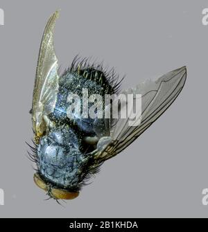 Comune (Housefly Musca domestica) Foto Stock