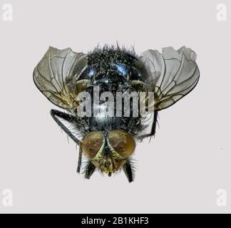 Comune (Housefly Musca domestica) Foto Stock