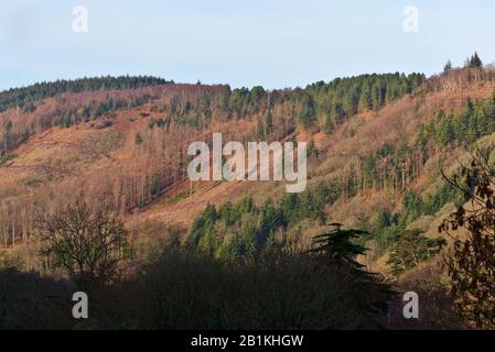 Vista dal Macmillan Way West al Bats Castle, vicino a Dunster nel Somerset, che si affaccia sulle boscose colline di Exmoor Foto Stock