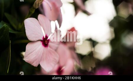 fiori di dieci ore fioriscono al sole del mattino Foto Stock