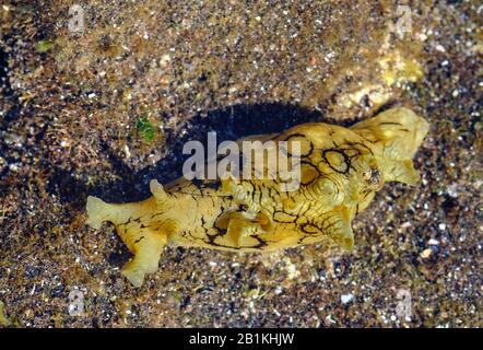 Mare maculato (Aplysia dactylomela) nelle piscine di marea, Valle Gran Rey, la Gomera, Isole Canarie, Spagna Foto Stock