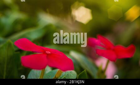 fiori di dieci ore fioriscono al sole del mattino Foto Stock