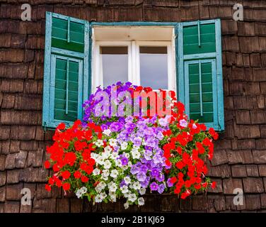 Viola, rosso e rosa Surfinia (Petunia Surfinia), finestra di fiori in una casa colonica, Berndorf, Flachgau, provincia di Salisburgo, Austria Foto Stock