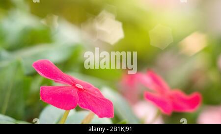 fiori di dieci ore fioriscono al sole del mattino Foto Stock