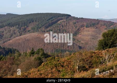 Vista dal Macmillan Way West al Bats Castle, vicino a Dunster nel Somerset, che si affaccia sulle boscose colline di Exmoor Foto Stock