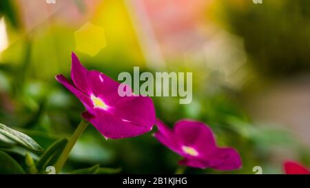 fiori di dieci ore fioriscono al sole del mattino Foto Stock