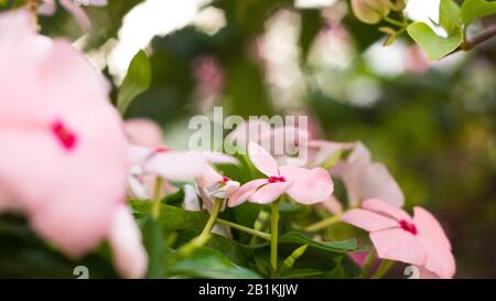 fiori di dieci ore fioriscono al sole del mattino Foto Stock