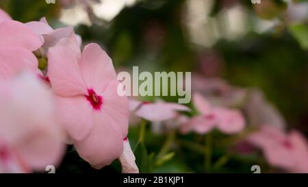 fiori di dieci ore fioriscono al sole del mattino Foto Stock