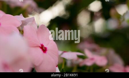 fiori di dieci ore fioriscono al sole del mattino Foto Stock