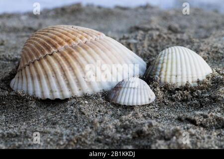 Conchiglie sulla spiaggia Foto Stock