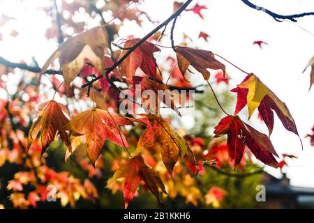 foglie a cinque punte con colori autunnali Foto Stock