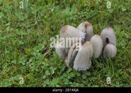 funghi e muffe selvatici Foto Stock