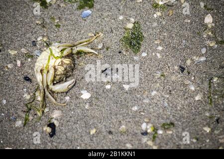 granchio morto capovolto sulla spiaggia Foto Stock
