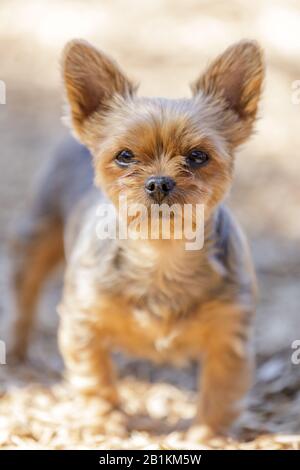 Ritratto femminile dello Yorkshire Terrier di 4 anni Foto Stock