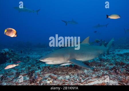 Sicklefin Lemon Shark, Negaprion Acutidens, Moorea, Polinesia Francese Foto Stock