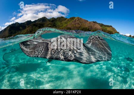 Snorkeling con la Frusta rosa in Laguna, Pateobatis fai, Moorea, Polinesia francese Foto Stock