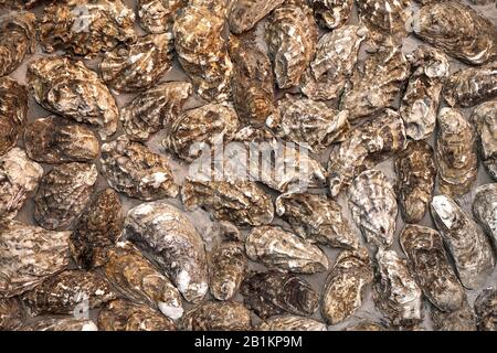 Trama di conchiglie di ostriche sulla parete. Fondo di conchiglie di molluschi incastonati in stucco. Foto Stock