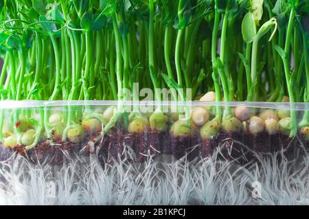 Germogli di piselli vegetali giovani, germogli di micro-verde di primo piano. Germogli organici cresciuti in una scatola di plastica Foto Stock