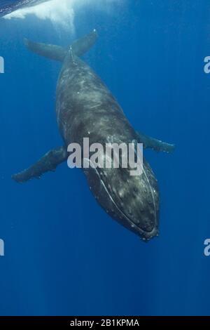 Humpback Whale, Megaptera Novaeangliae, Moorea, Polinesia Francese Foto Stock