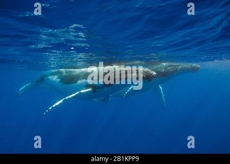 Coppia Di Balene Humpback, Megaptera Novaeangliae, Moorea, Polinesia Francese Foto Stock