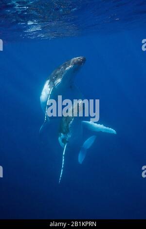 Coppia Di Balene Humpback, Megaptera Novaeangliae, Moorea, Polinesia Francese Foto Stock