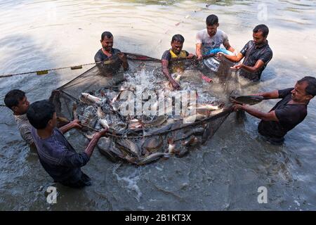 Il Bangladesh è considerato una delle regioni più adatte alla pesca nel mondo. Gli agricoltori stanno raccogliendo pesce e il pesce sta saltando dalla rete Foto Stock