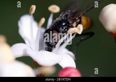 Volo a cavallo - Tabanus bovinus - con occhi rossi scuri su un fiore colorato Foto Stock