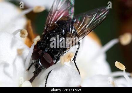 Volo a cavallo - Tabanus bovinus - con occhi rossi scuri su un fiore colorato Foto Stock