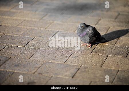 piccione con piume nere e qualche iridescenza viola, percing sul marciapiede della città Foto Stock