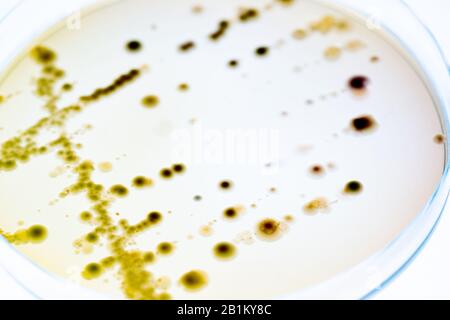 Misto di colonie di batteri e funghi in varie capsule di Petri Foto Stock