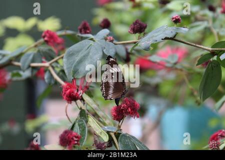 Primo piano, vista laterale, di una grande farfalla Eggfly, Hypolimnas bolina, con le ali chiuse, seduta su un fiore di una pianta di Calliandra Foto Stock