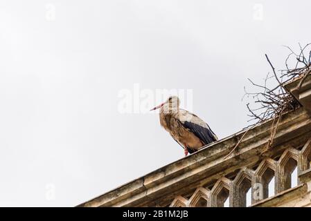 Riprese di cicogne durante una giornata di primavera all'interno del parco regionale del Mincio Foto Stock