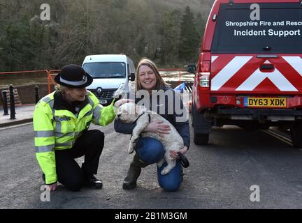 Ironbridge 26th febbraio 2020 non erano solo le persone che avevano bisogno di una mano quando le barriere alluvionali del fiume Severn erano compromesse. Harry il cane era incagliato a casa mentre il suo proprietario stava visitando i parenti e poichè non poteva indietro nel tempo evacuarlo in modo da ha denominato il consiglio di Telford & Wrekin. Così Harry ora è nelle mani sicure con il consigliere Carolyn Healy fino a che il proprietario non ottiene sede. Credit: David Bagnall/Alamy Live News Foto Stock