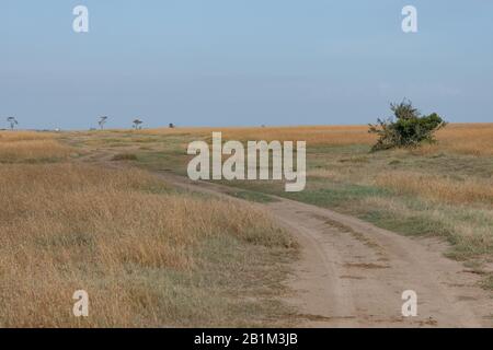 Strada utilizzata dai veicoli da safari nelle terre erbose del Masai Mara, Kenya Foto Stock