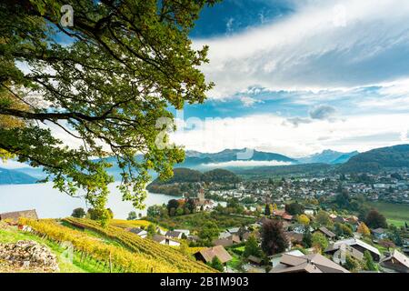 Vigneti intorno al villaggio di Spiez sulle rive del lago Thun, cantone di Berna, Svizzera Foto Stock
