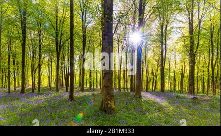 Bluebells tappeto bosco in Dorset con sole splendente attraverso il faggio e betulla baldacchino di foglie verde brillante in contrasto con il blu e viola di Foto Stock