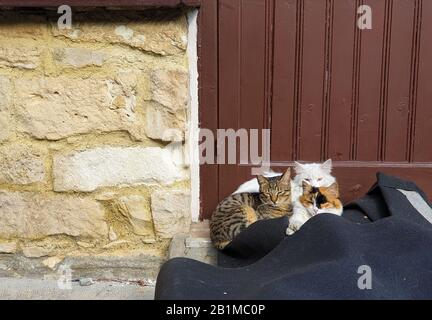 Tre simpatici gatti si siedono alla porta d'ingresso di una casa tradizionale nella città vecchia di Limassol Foto Stock