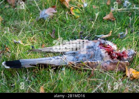 Dead Common Kestrel (Falco tinnunculus) parte mangiata da falco peregrino Foto Stock