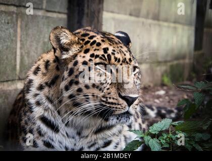 UK, Welwyn - Ottobre 2017: amur leopard in cattività - primo piano Foto Stock