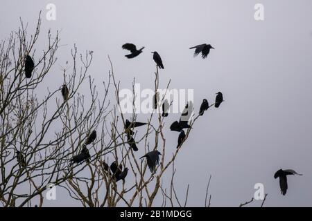 Gregge di Rooks (Corvus frugilegus) seduta e volando intorno ad un albero Foto Stock